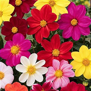 Dália Singela Sortida - Dahlia pinnata - 15 Sementes