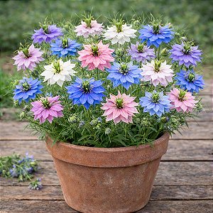 Dedo-de-Dama Sortida (Nigela): 20 Sementes