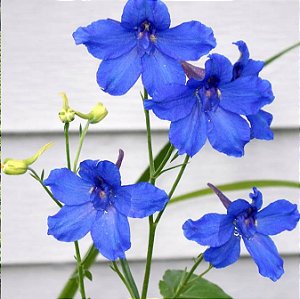 Esporinha Sortida: 15 Sementes