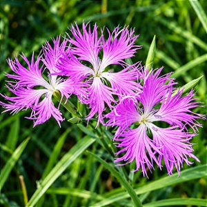 Franjas Rosa (Dianthus superbus) – 20 Sementes