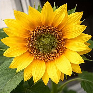 Girassol Alto de Jardim - 10 Sementes