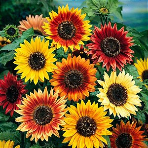 Girassol Bonito de Outono - 10 Sementes