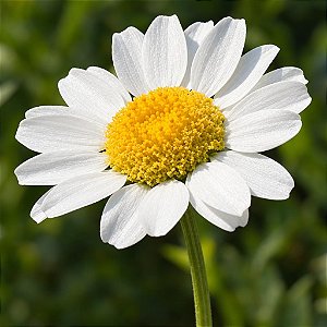 Margaridinha Branca: 20 Sementes