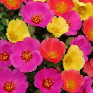 Portulaca Singela Sortida: 100 Sementes