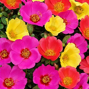 Portulaca Singela Sortida: 100 Sementes
