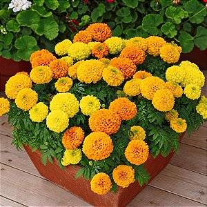 Tagete Alta Sortida - Tagetes erecta L. - 20 Sementes