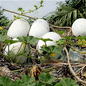 Abóbora D-Água: 5 Sementes