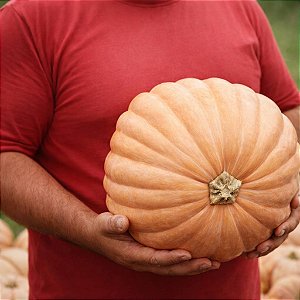 Abóbora Jerimum de Leite (Sergipana): 5 Sementes