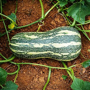 Abóbora Paulista: 5 Sementes