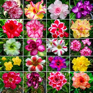 Rosa do Deserto (Adenium): 50 Sementes
