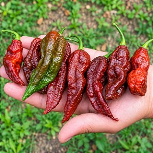 Bhut Jolokia Chocolate: 10 Sementes (Pimenta Nuclear)