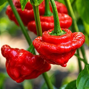 Pimenta Jamaican Red: 20 Sementes
