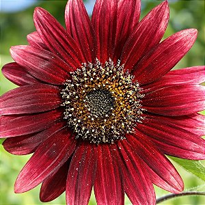 Girassol Sol Vermelho - 10 Sementes