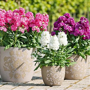 Goivos Sortido - Matthiola incana - 15 Sementes