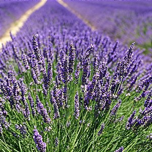 Lavanda (Alfazema) - Lavandula angustifolia - 15 Sementes