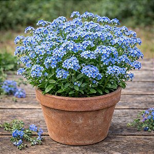 Não-Esqueças-de-Mim: 15 Sementes