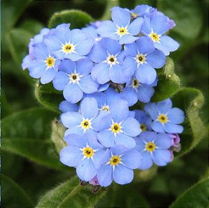 Não-Esqueças-de-Mim: 15 Sementes