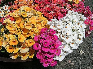 Nemesia Sortida: 20 Sementes