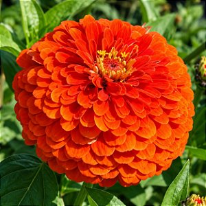 Zinnia Laranja Gigante da Califórnia: 15 Sementes (Zinia)