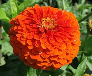 Zinnia Laranja Gigante da Califórnia: 15 Sementes