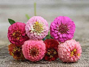 Zinnia Lilliput Sortido: 15 Sementes