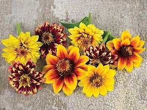 Zinnia Persa Anã Sortida: 15 Sementes