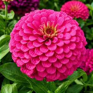 Zinnia Rosa Gigante da Califórnia: 15 Sementes