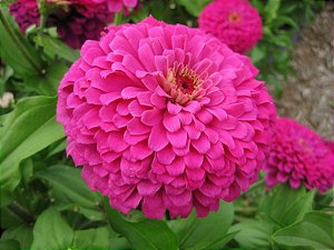 Zinnia Rosa Gigante da Califórnia: 15 Sementes