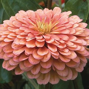 Zinnia Salmão Gigante da Califórnia: 15 Sementes