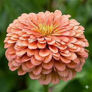 Zinnia Salmão Gigante da Califórnia: 15 Sementes