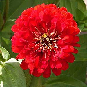 Zinnia Vermelha Gigante da Califórnia: 15 Sementes