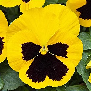Amor Perfeito Amarelo Gigante Suíço -Viola tricolor: 15 Sementes