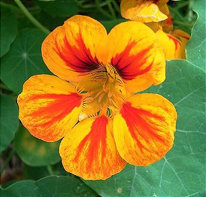 Capuchinha Alta Sortida - Tropaeolum majus: 10 Sementes