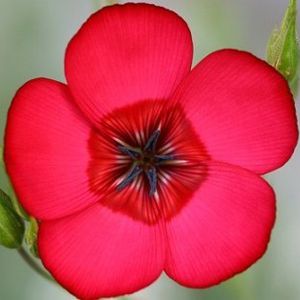 Linho de Jardim Vermelho: 15 Sementes