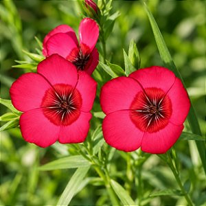 Linho de Jardim Vermelho: 15 Sementes