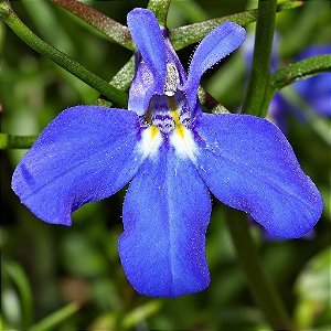 Lobélia Azul - Atraem Abelha Jataí: 20 Sementes