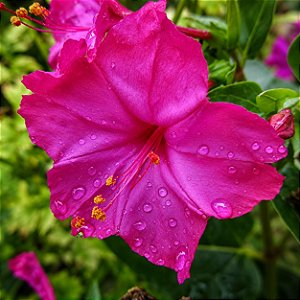 Maravilha do Peru Rosa: 10 Sementes