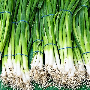 Cebolinha Evergreen ORGÂNICO: 20 Sementes