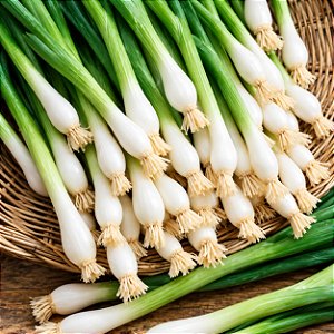 Cebolinha Tokyo Longa ORGÂNICO: 20 Sementes