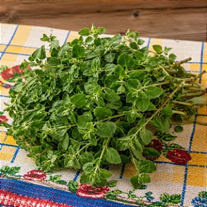 Orégano ORGÂNICO: 20 Sementes