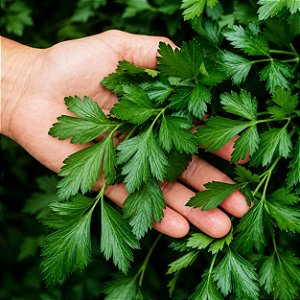 Salsa Gigante Italiana ORGÂNICO: 50 Sementes