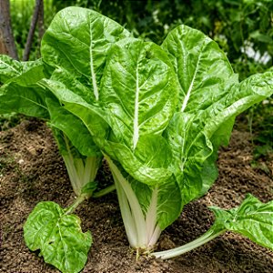 Acelga - Beta vulgaris var. cicla: 20 Sementes