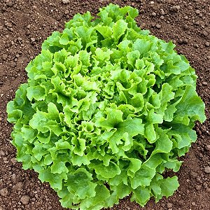 Alface Crespa: 50 Sementes