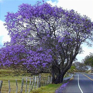 Jacarandá Azul Mimoso - Jacaranda mimosifolia Bignoniaceae: 100 Sementes