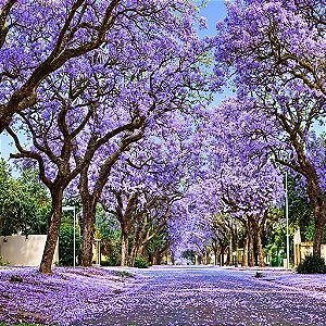 Jacarandá Azul Mimoso - Jacaranda mimosifolia Bignoniaceae: 500 Sementes