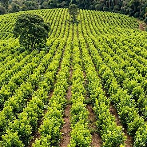 Acácia Australiana (Acácia Mangium): 500 Sementes