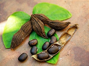 Mucuna Preta : 20 Sementes