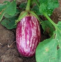 Berinjela Rajada: 20 Sementes