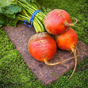 Beterraba Golden (Laranja): 20 Sementes