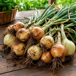 Cebola Creole: 50 Sementes